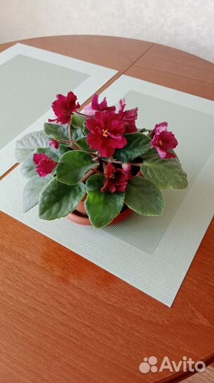 Сортовые фиалки