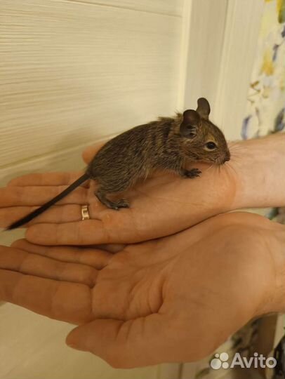 Чилийская белка Дегу. Малыши