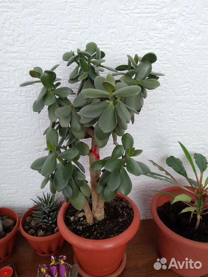 Крассула толстянка