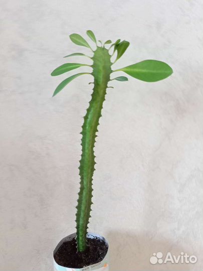 Молочай трёхгранный (эуфорбия тригона)