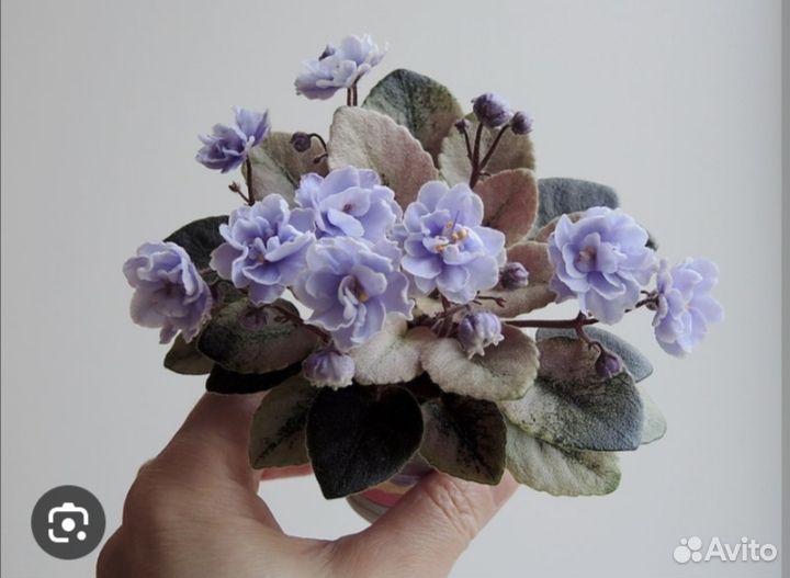 Фиалки сортовые