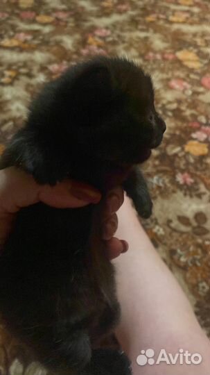 Котик в дар