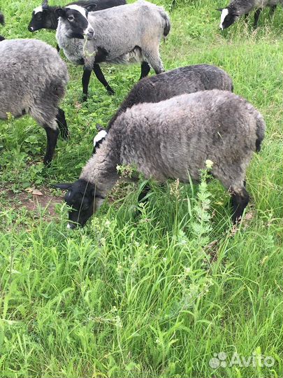Овцы племенные