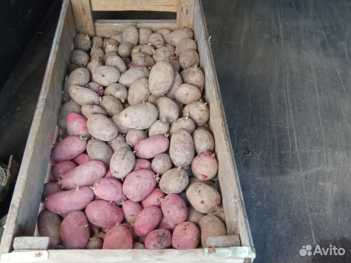 Семенной картофель