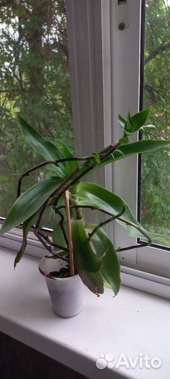 Золотой ус лечебный от 1000 болезней