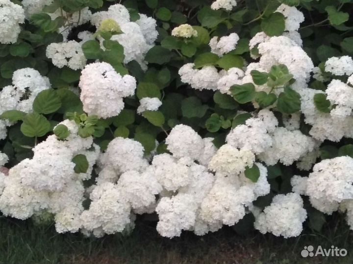 Гортензия древовидная