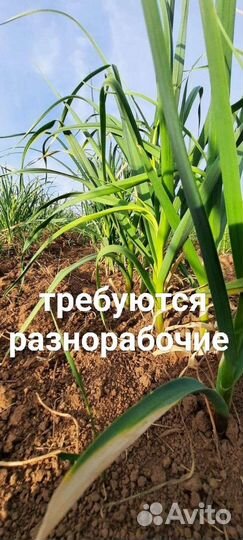 Разнорабочий