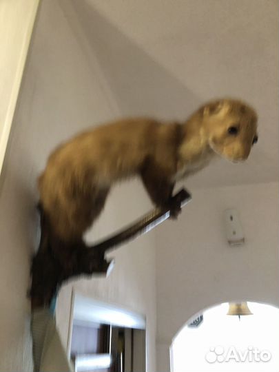 Чучела животных