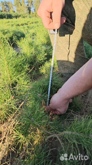 Саженцы сосны и ели окс от производителя