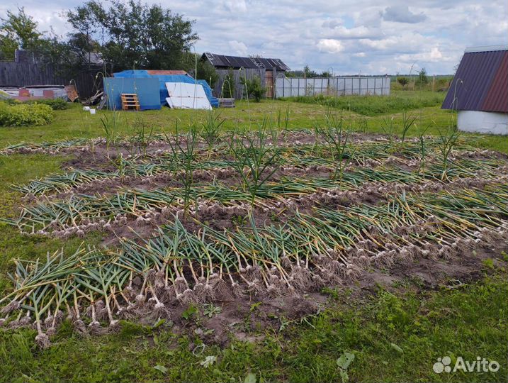 Продам чеснок