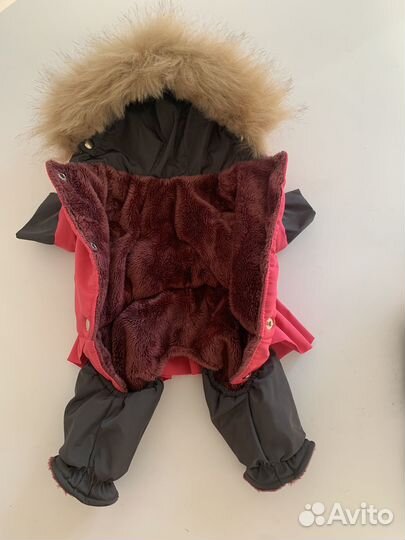 Комбинезон для чихуахуа, той терьера, шпица