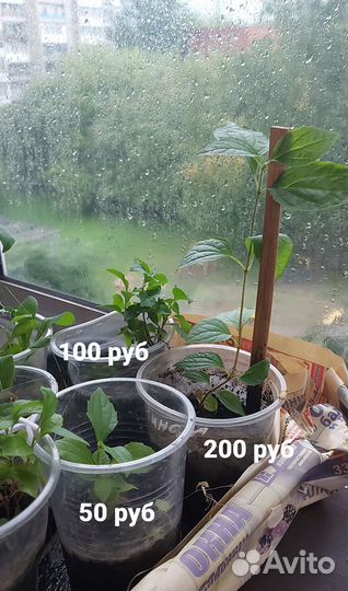 Саженцы жасмина/чебушника