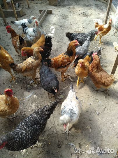 Молодые петушки