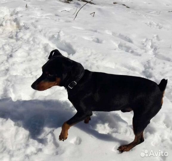 Вязка цвергпинчер