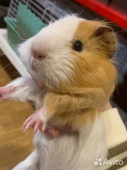 Морская свинка