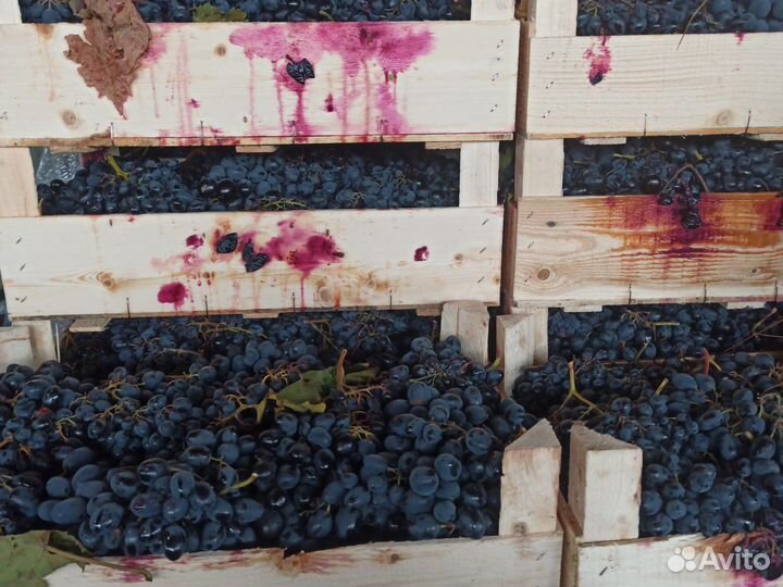 Виноград -молдова