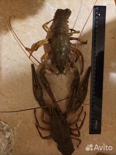 Продам живые раки