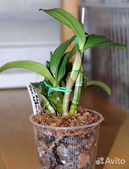 Дендробиум Regal Vista