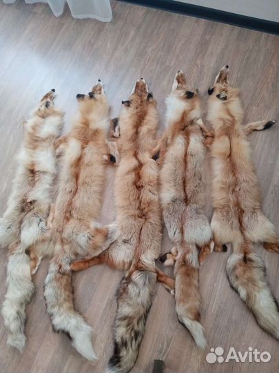Шкуры лисы выделанная