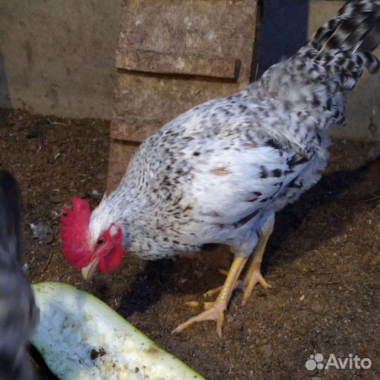 Молодые петушки