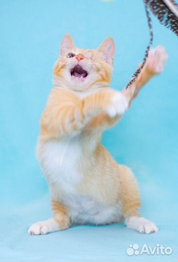 Особенный котенок Рыжик 4,5 мес. доброму сердцу