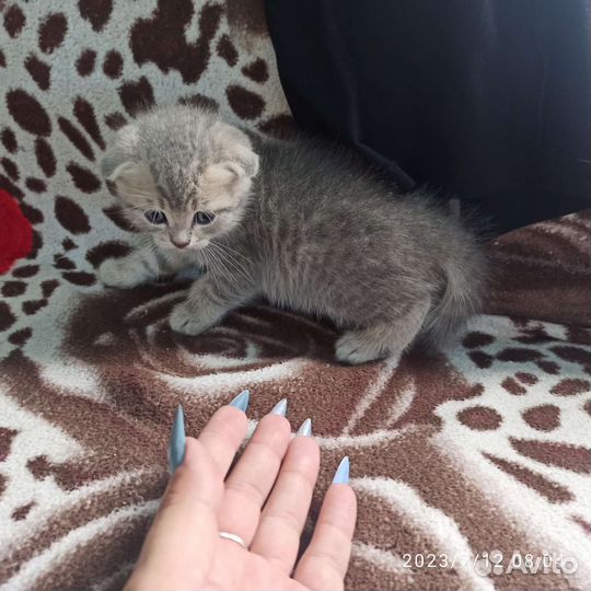 Шотландские котята