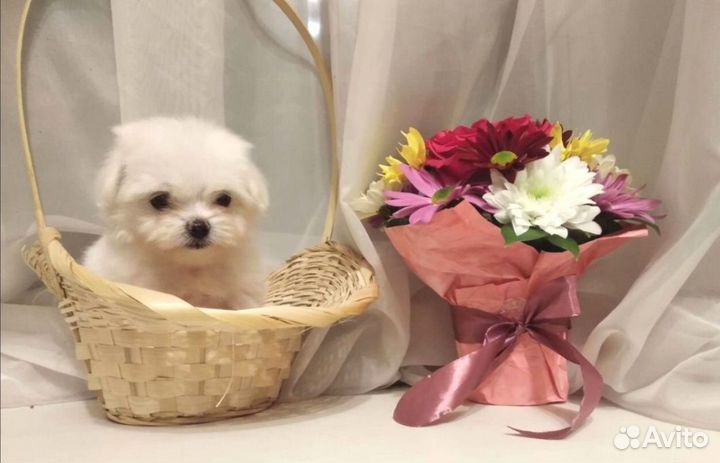 Щеночки мальтезе