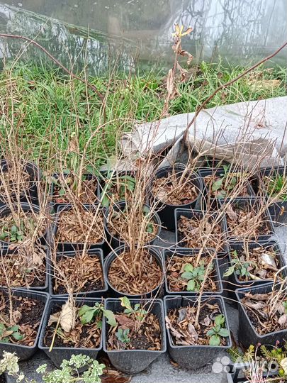 Гранат уличный плодовый