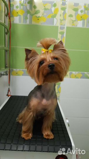 Услуги грумера, стрижка собак