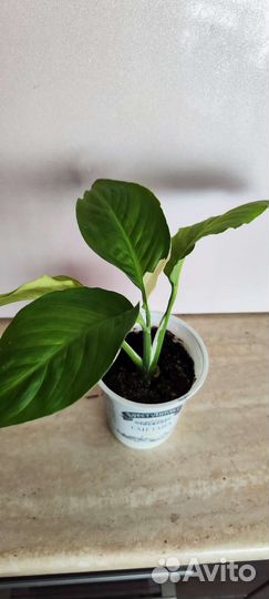 Спатифиллум пикассо