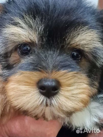 Йоркширский терьер мальчик и девочка