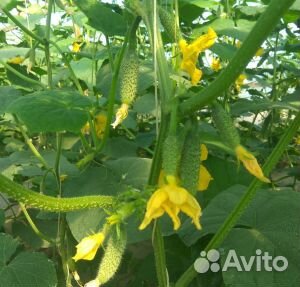 Семена огурцов Муссон