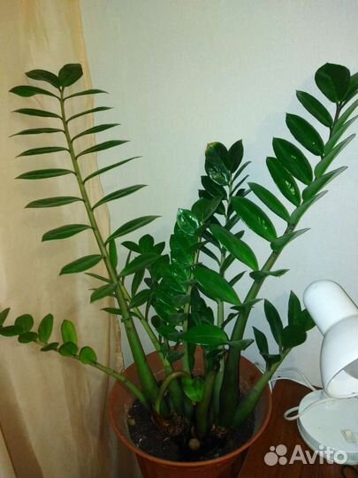 Замиокулькас