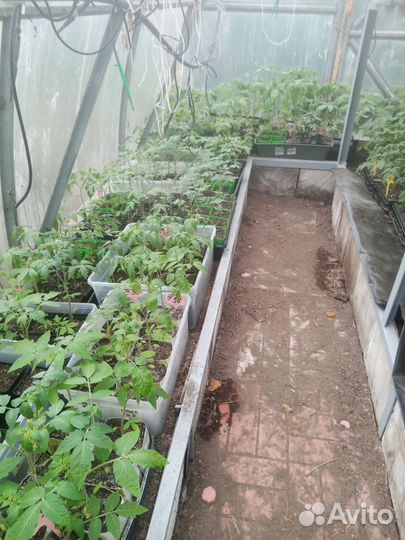 Рассада томаты,перцы, баклажаны