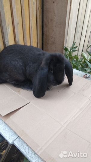 Французский баран на племя