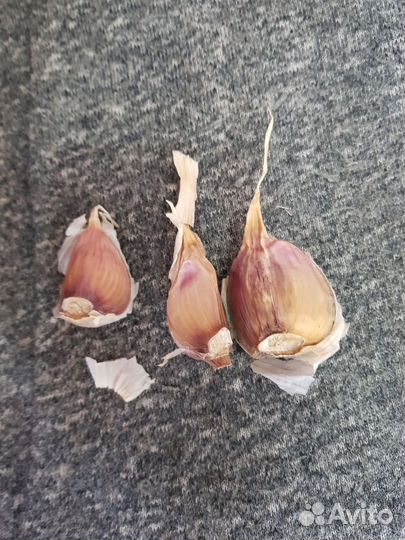 Продам семенной чеснок сорта Любаша