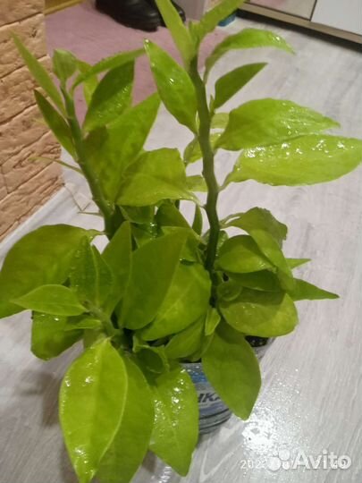 Педилантус