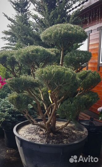 Сосна горная мугус (бонсай)