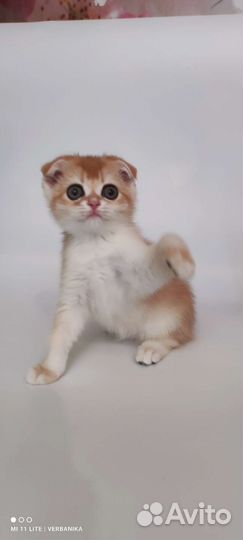 Золотые шиншилы