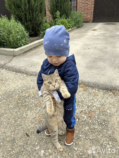 Британская золотая шиншилла вязка