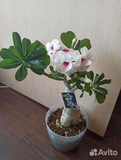 Привитые адениумы