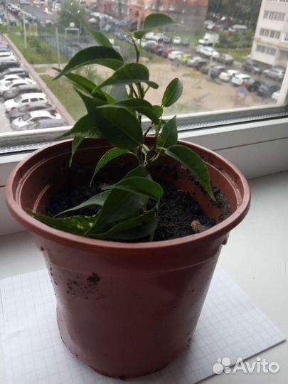 Фикус бенджамина наташа