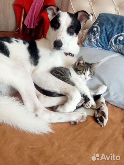 Котейка ищет хозяина