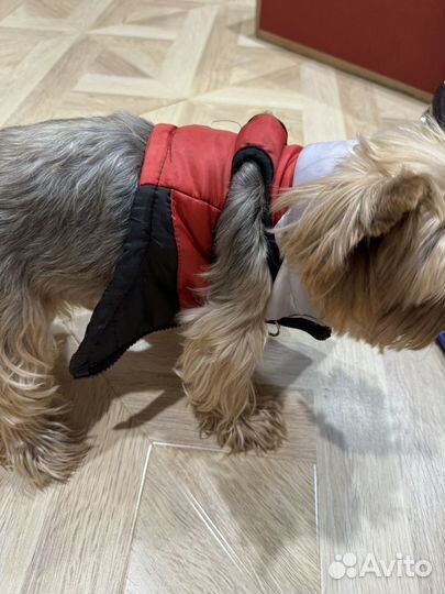 Вещи для маленьких собак