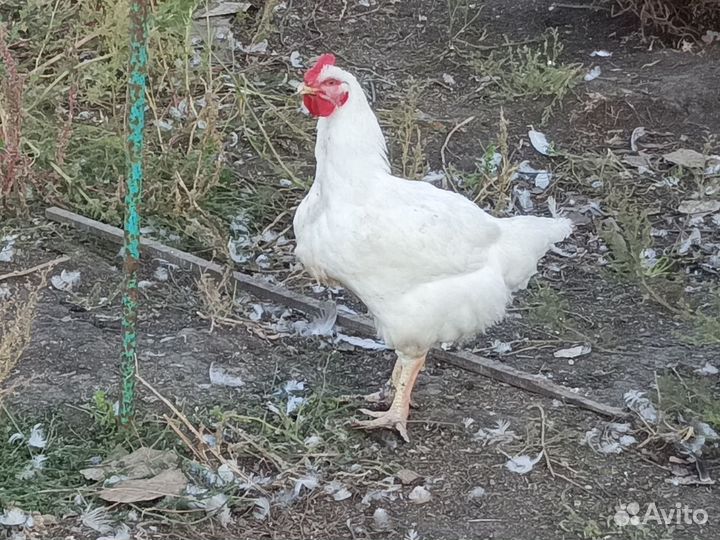 Петушки на племя