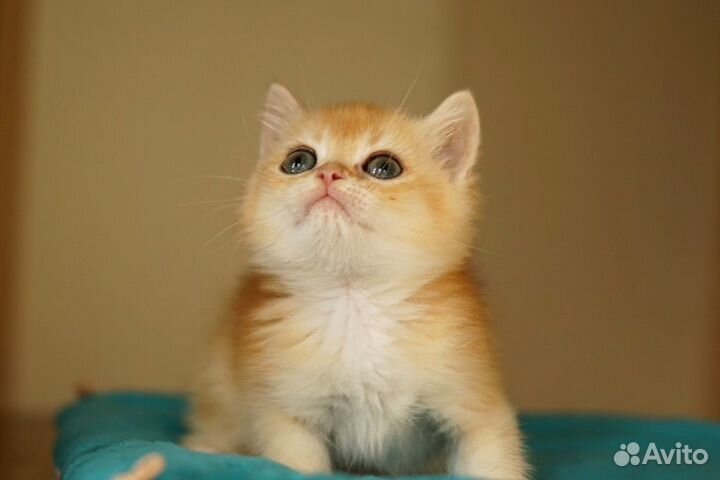 Каспер- солнечный малыш