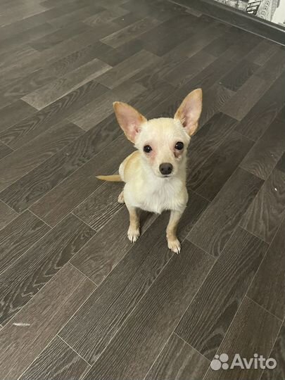 Мини той-терьер, вязка