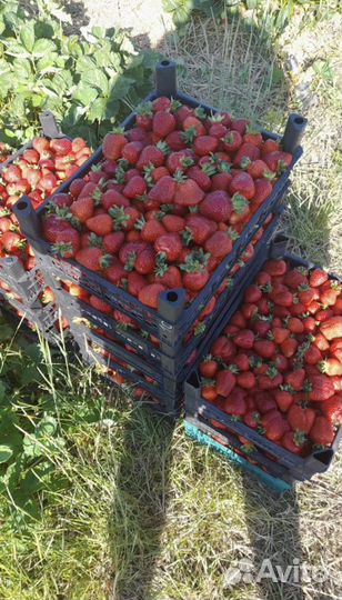 Рассада клубники