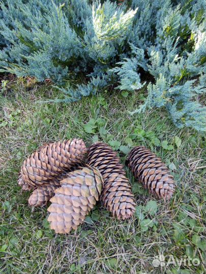 Шишки сосновые