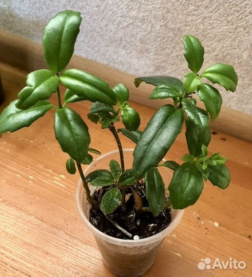 Эсхинантус